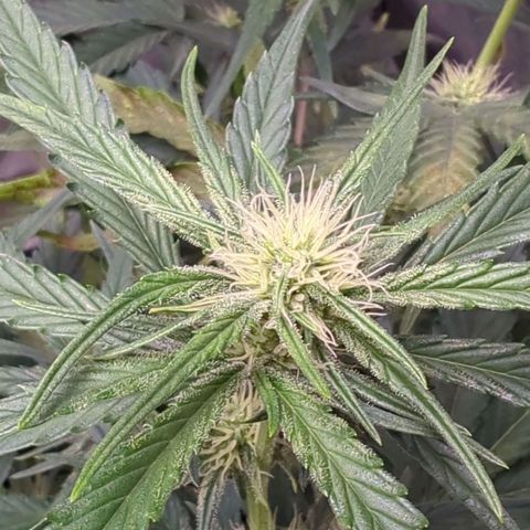 Gorilla Punch Auto growlog timeline photo