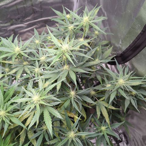 Gorilla Punch Auto growlog timeline photo