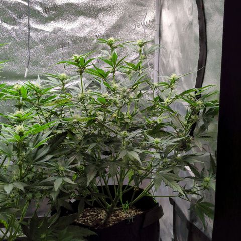 Gorilla Punch Auto growlog timeline photo