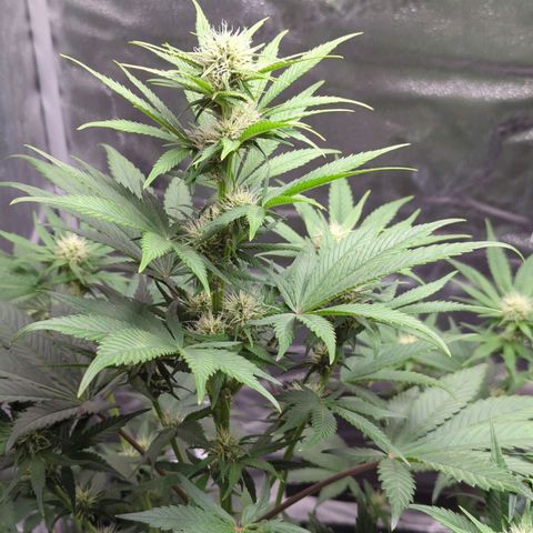Banana Purple Punch Auto growlog timeline photo
