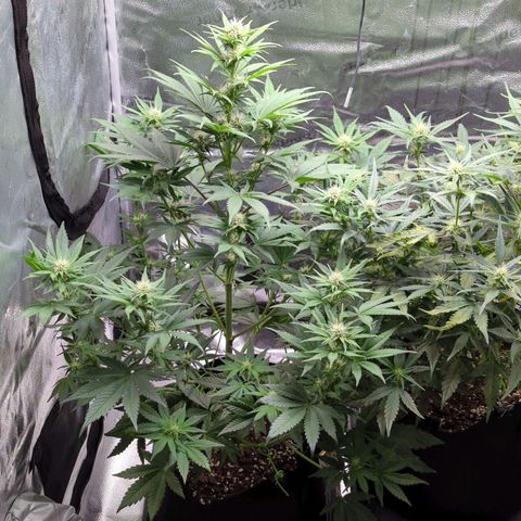 Banana Purple Punch Auto growlog timeline photo