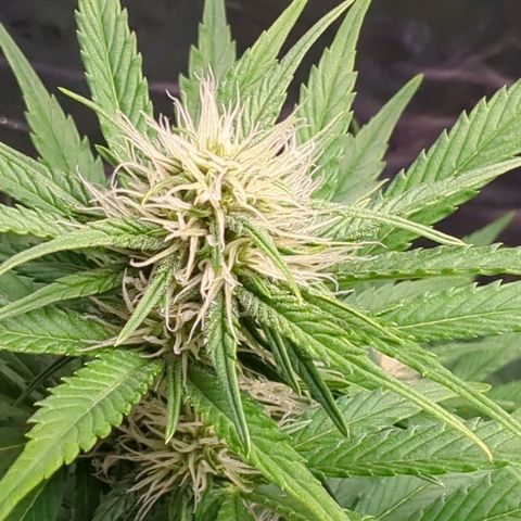Banana Purple Punch Auto growlog timeline photo