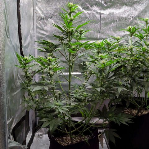 Banana Purple Punch Auto growlog timeline photo