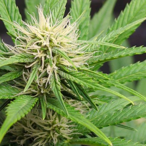 Banana Purple Punch Auto growlog timeline photo