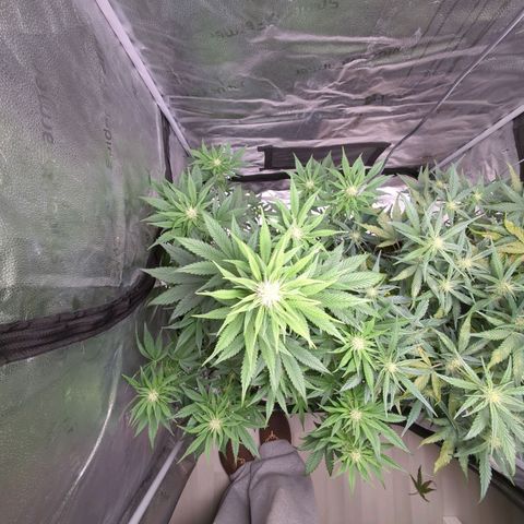 Banana Purple Punch Auto growlog timeline photo