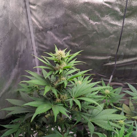 Banana Purple Punch Auto growlog timeline photo