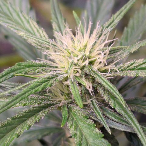 Gorilla Punch Auto growlog timeline photo