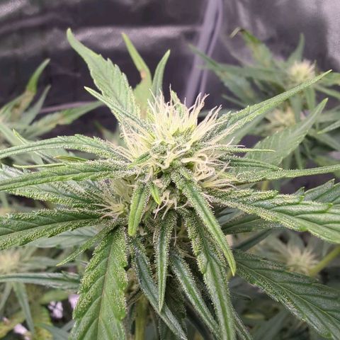 Gorilla Punch Auto growlog timeline photo