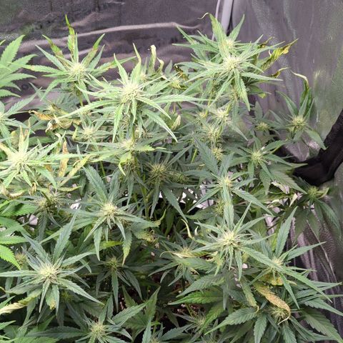 Gorilla Punch Auto growlog timeline photo