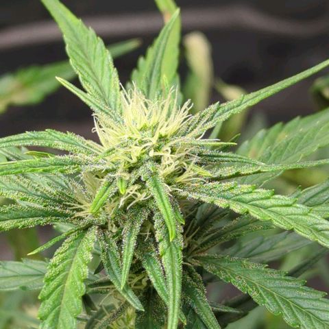 Gorilla Punch Auto growlog timeline photo