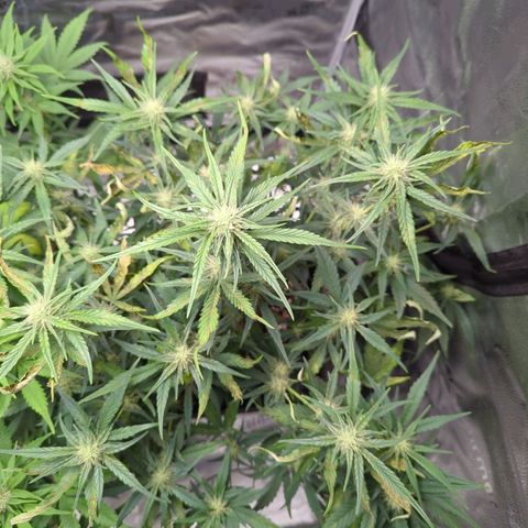 Gorilla Punch Auto growlog timeline photo