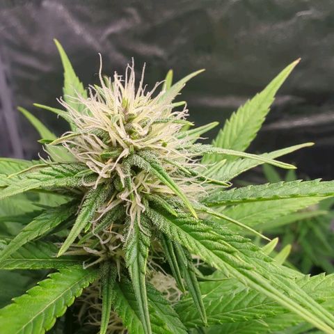 Banana Purple Punch Auto growlog timeline photo