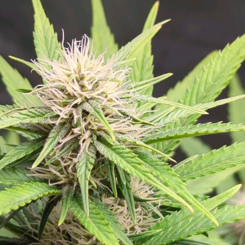 Banana Purple Punch Auto growlog timeline photo