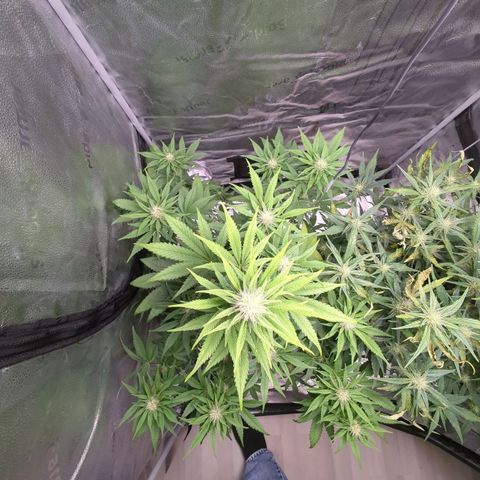Banana Purple Punch Auto growlog timeline photo