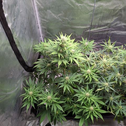 Banana Purple Punch Auto growlog timeline photo