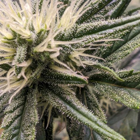 Gorilla Punch Auto growlog timeline photo
