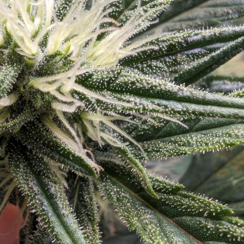 Gorilla Punch Auto growlog timeline photo