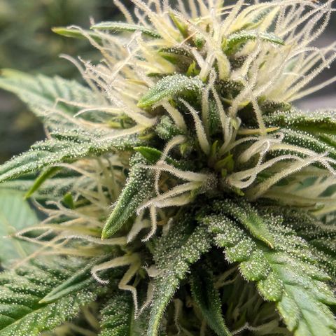 Banana Purple Punch Auto growlog timeline photo