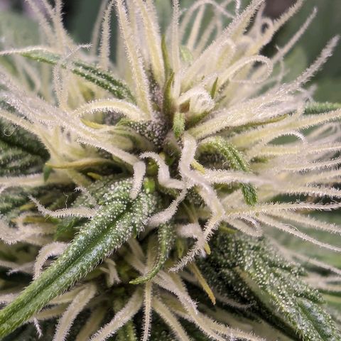 Banana Purple Punch Auto growlog timeline photo