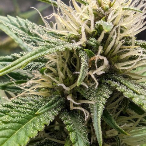 Banana Purple Punch Auto growlog timeline photo