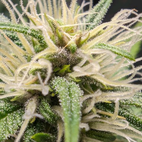 Banana Purple Punch Auto growlog timeline photo
