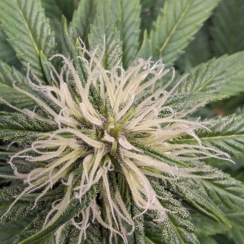 Banana Purple Punch Auto growlog timeline photo
