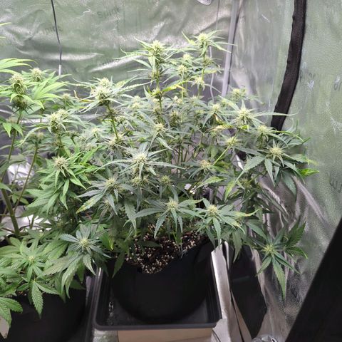 Gorilla Punch Auto growlog timeline photo