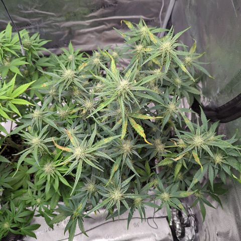 Gorilla Punch Auto growlog timeline photo