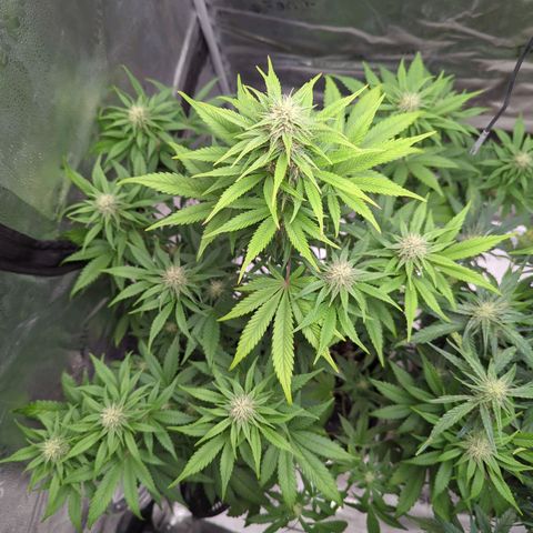 Banana Purple Punch Auto growlog timeline photo