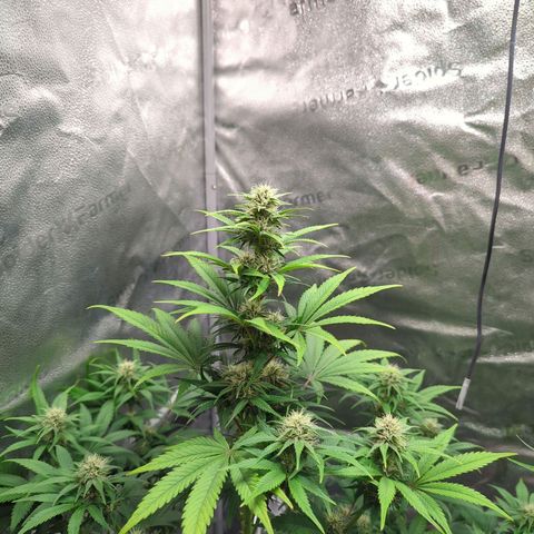 Banana Purple Punch Auto growlog timeline photo