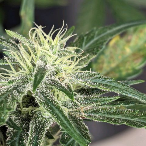 Gorilla Punch Auto growlog timeline photo