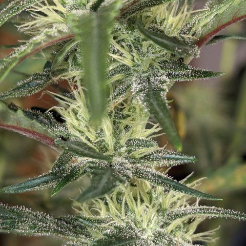 Gorilla Punch Auto growlog timeline photo