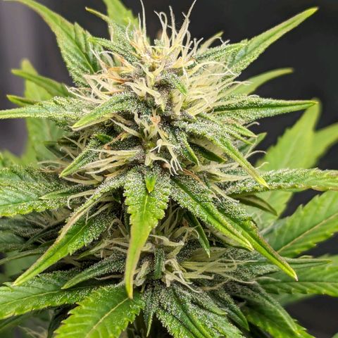 Banana Purple Punch Auto growlog timeline photo