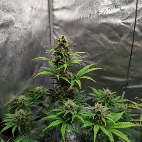 Banana Purple Punch Auto growlog timeline photo