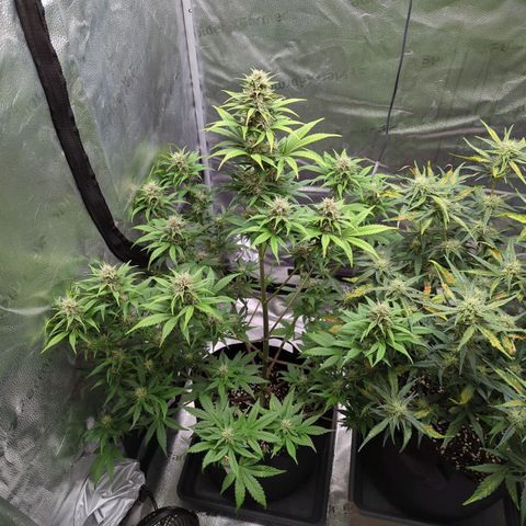 Banana Purple Punch Auto growlog timeline photo
