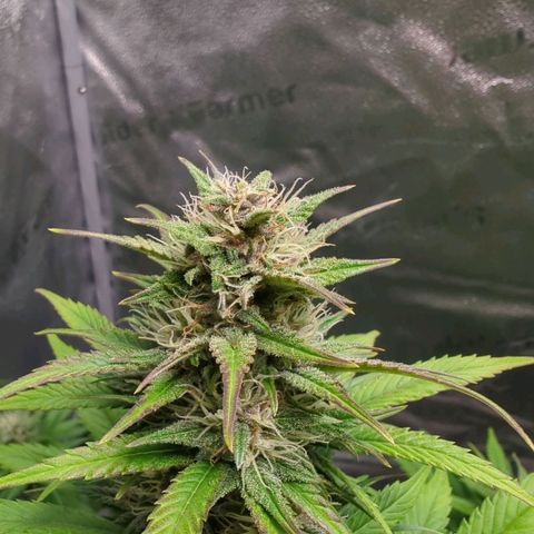 Banana Purple Punch Auto growlog timeline photo