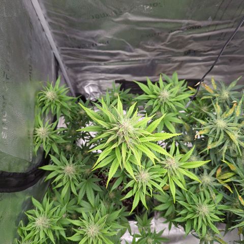 Banana Purple Punch Auto growlog timeline photo