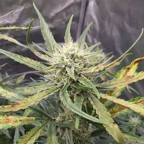 Gorilla Punch Auto growlog timeline photo