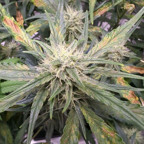 Gorilla Punch Auto growlog timeline photo