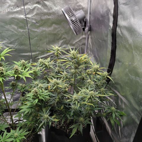 Gorilla Punch Auto growlog timeline photo