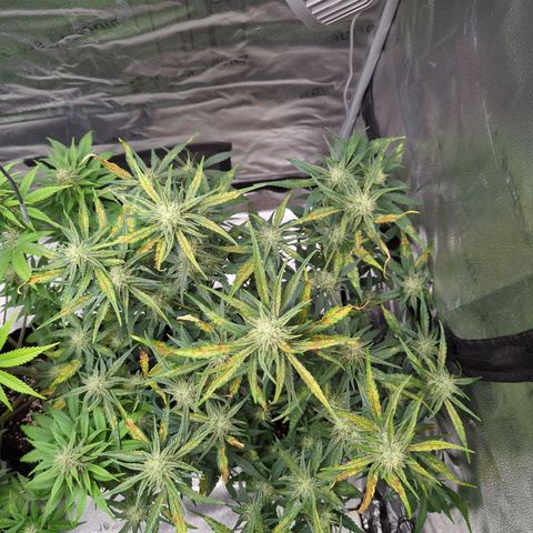 Gorilla Punch Auto growlog timeline photo