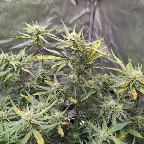 Gorilla Punch Auto growlog timeline photo