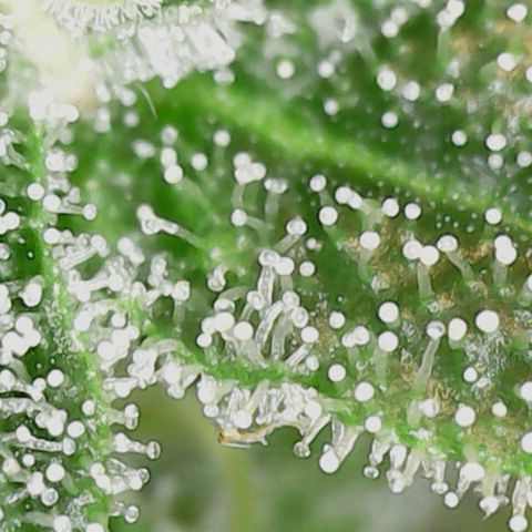 Banana Purple Punch Auto growlog timeline photo
