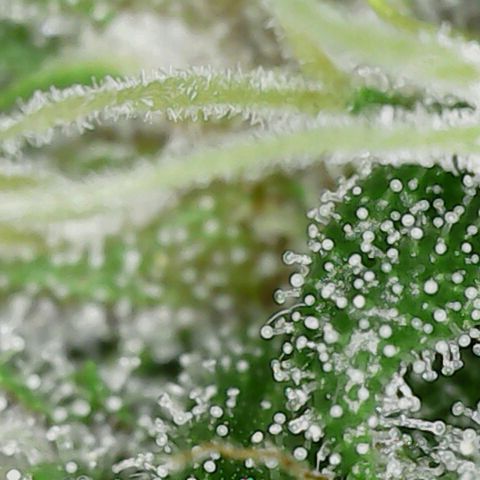 Banana Purple Punch Auto growlog timeline photo