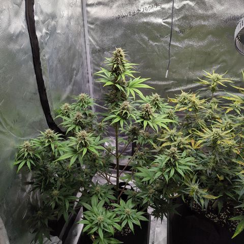 Banana Purple Punch Auto growlog timeline photo