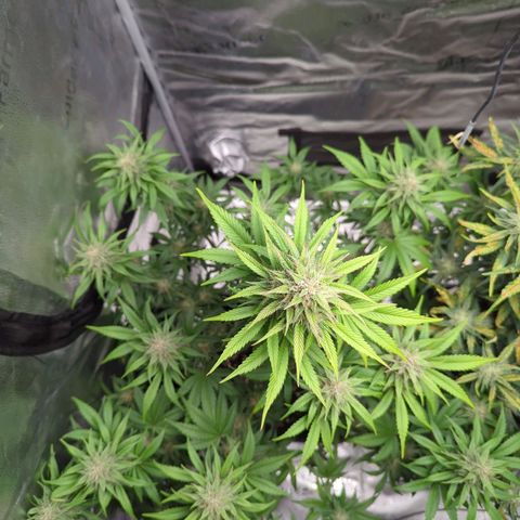 Banana Purple Punch Auto growlog timeline photo