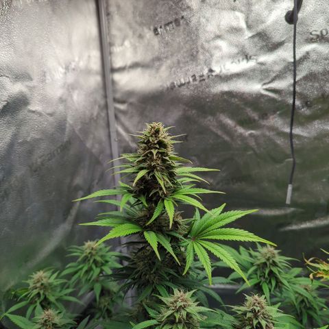Banana Purple Punch Auto growlog timeline photo