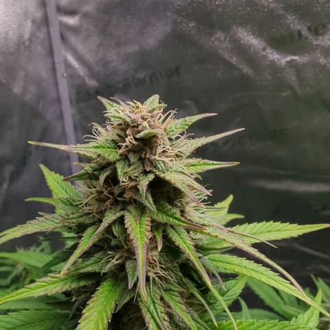 Banana Purple Punch Auto growlog timeline photo