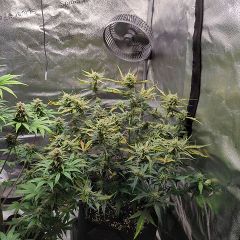 Gorilla Punch Auto growlog timeline photo