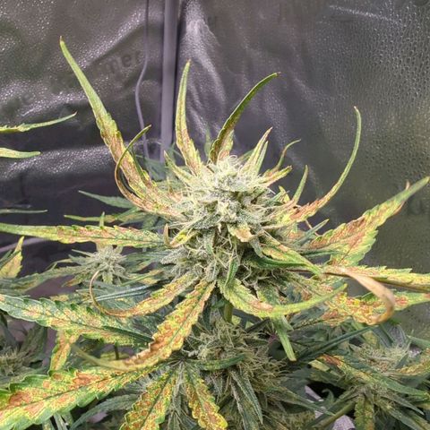 Gorilla Punch Auto growlog timeline photo